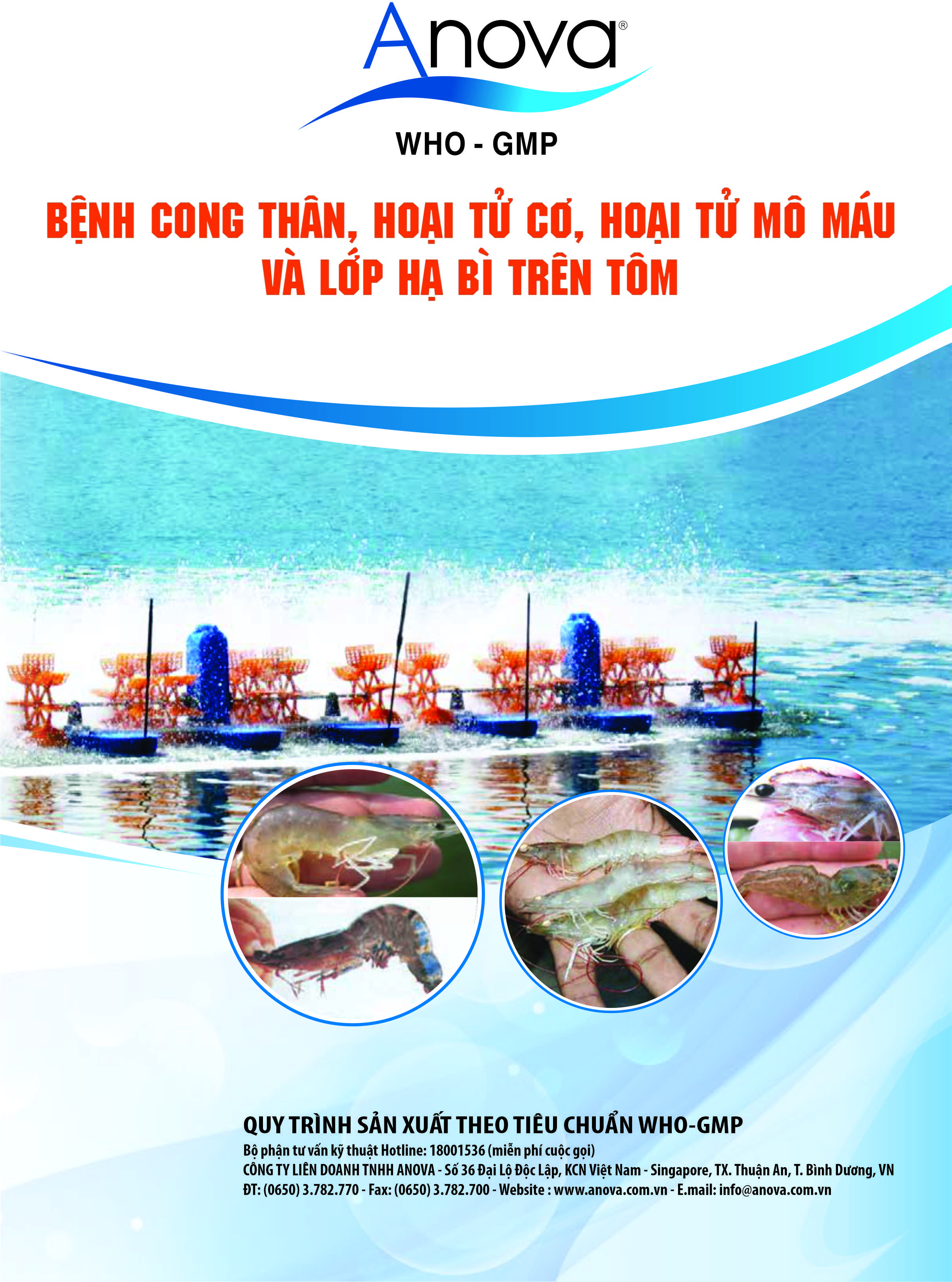 BỆNH CONG THÂN, HOẠI TỬ CƠ, HOẠI TỬ MÔ MÁU VÀ LỚP HẠ BÌ TRÊN TÔM