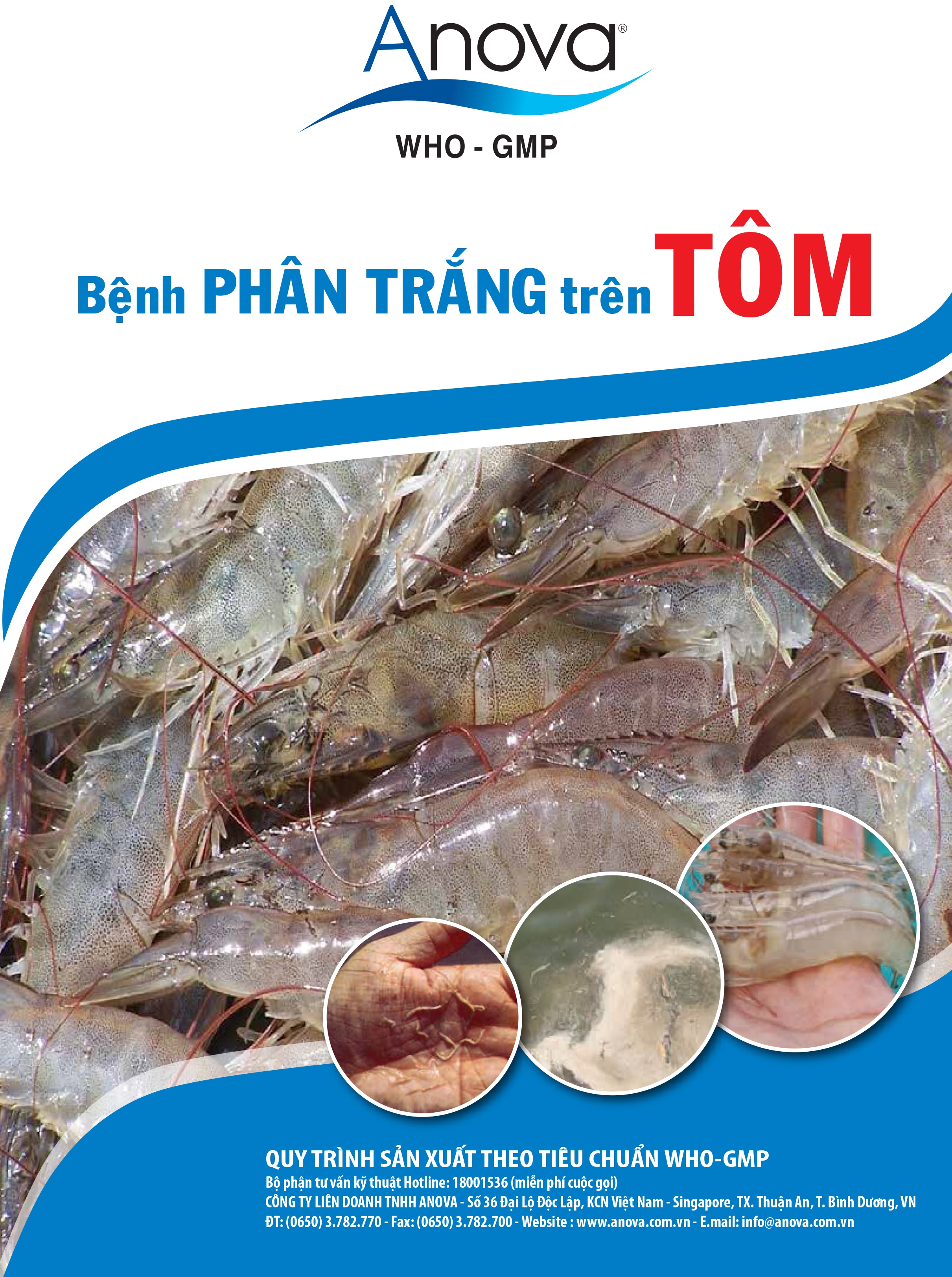 BỆNH PHÂN TRẮNG TRÊN TÔM