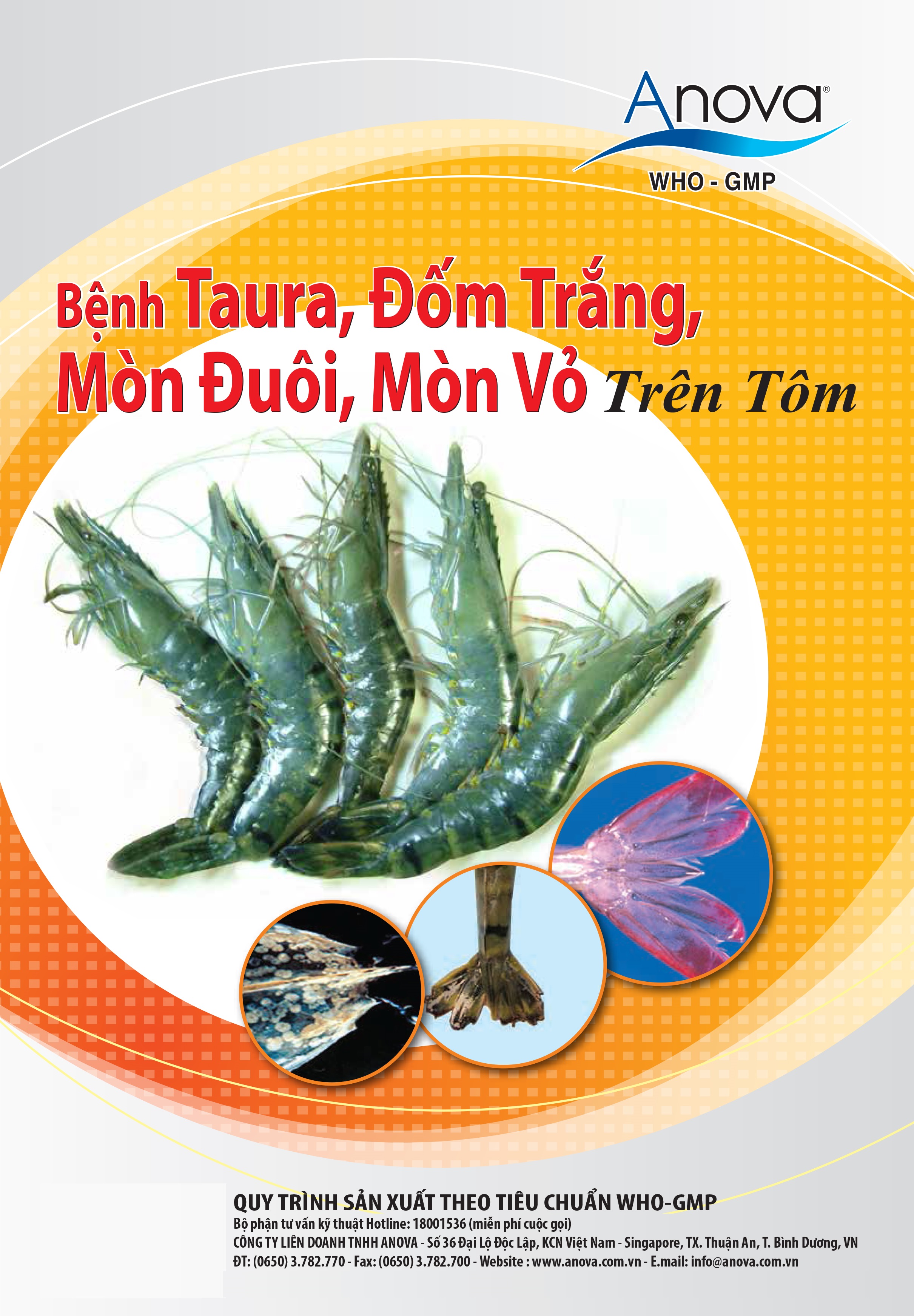 BỆNH TAURA, ĐỐM TRẮNG, MÒN ĐUÔI, MÒN VỎ TRÊN TÔM